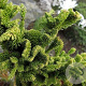 Cryptomeria j. 'Toad' 150-175 cm 20L