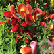 Cytisus 'Red Lion' 30-40 cm 3,0L