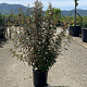 Elaeagnus ebb. 'Compacta' 125-150 cm 20L
