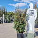 Elaeagnus ebb. 'Compacta' 125-150 cm 20L