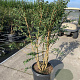 Euonymus alatus 100-125 cm 35L