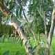 Eucalyptus pauciflora niphophila 400-500 cm cont. 180L