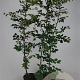Fagus sylvatica 175-200 cm 7,5L Gestokt