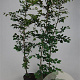 Fagus sylvatica 175-200 cm 7,5L Gestokt