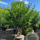 Ficus car. 'Goutte d'Or' 175-200 cm cont. 80L