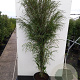 Frangula alnus Fine Line 125-150 cm 20L