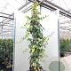 Hedera alg. 'Gloire de Marengo' 200-250 cm 20L 3 stok