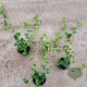 Hedera hibernica 30-40 cm C1.5 2-3 tak