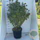 Hibiscus syr. 'Duc de Brabant' 100-125 cm 20L