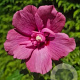 Hibiscus syr. Flower Tower Ruby 150-175 cm 20L