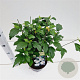 Hibiscus syr. 'Speciosus' 40-50 cm 3,0L