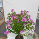 Hibiscus syr. 'Woodbridge' 100-125 cm 20L