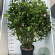 Hibiscus syr. 'Woodbridge' 100-125 cm 20L