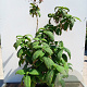 Hydrangea asp. 'Anthony Bullivant' 125-150 cm 20L