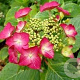 Hydrangea m. 'Rotkehlchen' 60-80 cm 20L