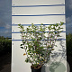 Hydrangea pan. Vanille-Fraise 100-125 cm 20L