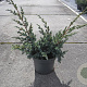 Juniperus chin. 'Blue Alps' 25-30 cm 2,0L