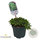 Juniperus comm. 'Green Carpet' 25-30 cm 2,0L