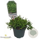 Juniperus comm. 'Repanda' 20-25 cm 2,0L