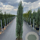 Juniperus s. 'Blue Arrow' 150-175 cm 20L