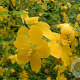 Kerria jap. 'Pleniflora' 125-150 cm 20L