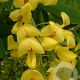 Laburnum wat. 'Fastigiata' 125-150 cm 20L