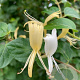 Lonicera jap. 'Hall's Prolific' 200-250 cm 20L 3 stok