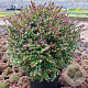 Lonicera nit. G. Cl. Purple Storm 80-100 cm 20L