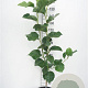 Magnolia Black Tulip 150-175 cm 20L