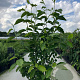 Magnolia soulangeana 150-175 cm 20L