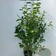 Magnolia soulangeana 175-200 cm 20L