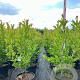 Magnolia stellata 100-125 cm 20L