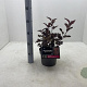 Physocarpus opulif. Diable d'Or 30-40 cm 3,0L