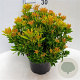 Pieris jap. 'Purity' 30-40 cm 5,0L struik