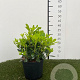 Pittosporum tob. 'Nanum' 30-40 cm 3,0L