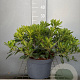 Pittosporum tob. 'Nanum' 30-40 cm 7,5L