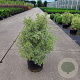 Pittosporum ten. 'Variegatum' 60-80 cm 20L
