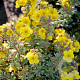 Potentilla f. 'Sommerflor' 25-30 cm 3,5L