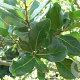 Quercus myrtifolia 200-250 cm cont. 130L