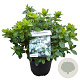 Rhododendron (AJ) 'Adonis' 25-30 cm 4,0L