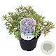 Rhododendron 'Arends Favorit' 25-30 cm 3,5L