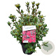 Rhododendron (AJ) 'Ageeth' 25-30 cm 4,0L