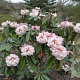 Rhododendron (AJ) 'Am. Leonardslee' 20-25 cm 2,0L