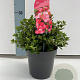 Rhododendron (AJ) 'Anouk' 20-25 cm 2,0L