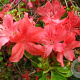 Rhododendron (AJ) 'Addy Wery' 20-25 cm 2,0L