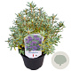 Rhododendron 'Azurika' 25-30 cm 3,5L