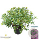 Rhododendron (AJ) 'Blue Danube' 25-30 cm 4,0L