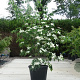 Cornus k. 'Weisse Fontaine' 175-200 cm container meerstammig