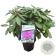 Rhododendron 'Catawb. Boursault' 30-40 cm 5,0L struik