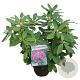 Rhododendron 'Catawb. Grandiflorum' 30-40 cm 5,0L struik
